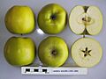 Cross section of Grimes Golden, National Fruit Collection (acc. 1921-089)