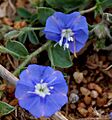 Dwarf Morning-glory (Evolvulus alsinoides) in Hyderabad W2 IMG 7976