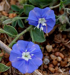 Archivo:Dwarf Morning-glory (Evolvulus alsinoides) in Hyderabad W2 IMG 7976