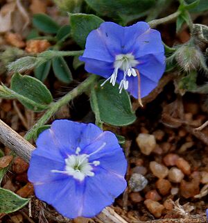 Archivo:Dwarf Morning-glory (Evolvulus alsinoides) in Hyderabad W2 IMG 7976