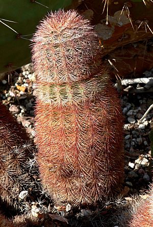 Archivo:Echinocereus pectinatus dasyacanthus 1