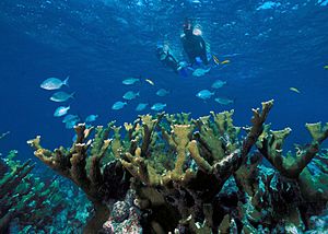 Archivo:Elkhorn Coral Biscayne NP1