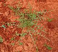 Evolvulus alsinoides habit