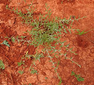 Archivo:Evolvulus alsinoides habit