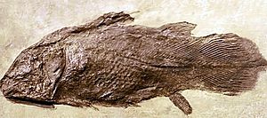 Archivo:Fósil de celacanto