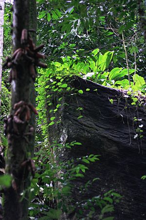 Archivo:Forêts rocheuses de Tayap