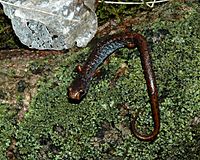 Archivo:Four Toed Salamander (Hemidactylium scutatum), Vermilion County, Illinois, USA (26 February 2009)