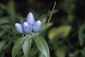 Archivo:Gentiana.clausa1web