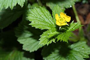 Archivo:Geum macrophyllum 9461