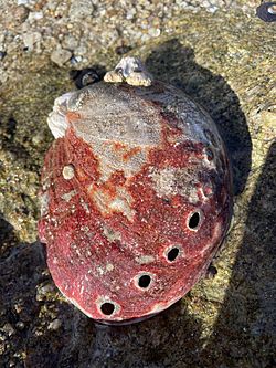 Haliotis rufescens1.jpg