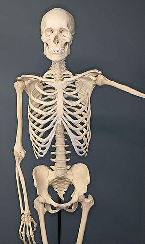 Archivo:Human-Skeleton