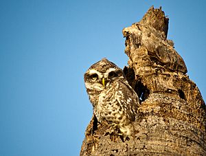 Archivo:Indian spotted owlet