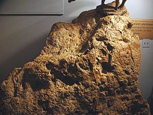 Archivo:Infant Apatosaurus dinosaur tracks