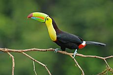 Archivo:Keel billed toucan costa rica