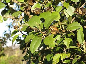Archivo:Lagunaria patersonia-fruit foliage