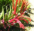 Lobelia bridgesii (8637407835)
