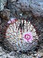 Mammillaria perezdelarosae (5725997339)