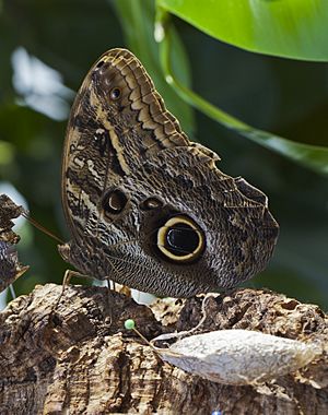 Archivo:Mariposa búho (Caligo eurilochus), Jardín Botánico de Múnich, Alemania, 2013-01-27, DD 02