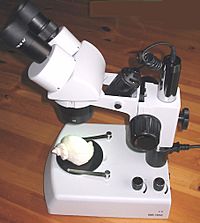 Archivo:Microscopio estereoscópico