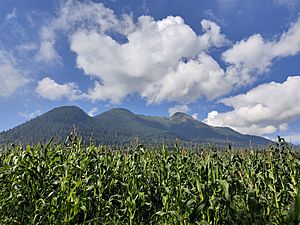 Archivo:Milpa de maiz al pie del volcan Ajusco