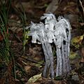Monotropastrum humile