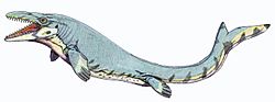 Mosasaurus beaugei1DB.jpg