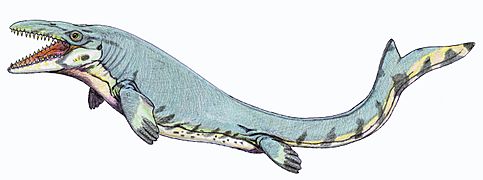 Mosasaurus beaugei1DB