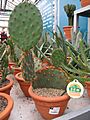 Opuntia aciculata in a garden centre