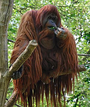 Archivo:Orangutan -Zoologischer Garten Berlin-8a