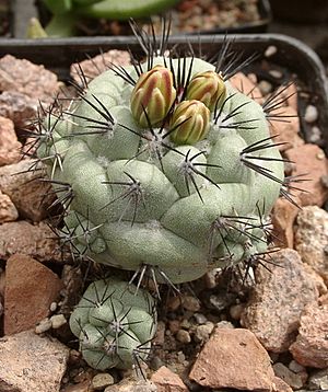 Archivo:Ortegocactus macdougallii 02