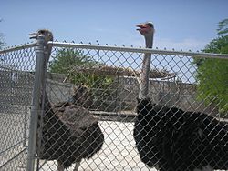Ostriches at Las Vegas Zoo.JPG