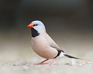 Archivo:Poephila acuticauda - Bird Walk