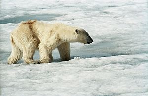 Archivo:Polar Bear (js) 2