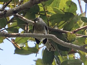 Polioptila attenboroughi Inambari Gnatcatcher; Porto Velho, Rondônia, Brazil.jpg