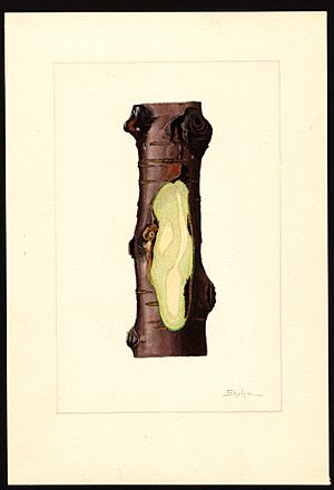 Archivo:Pomological Watercolor POM00004719