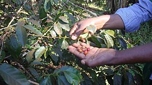 Archivo:Récolte du café à Baleng