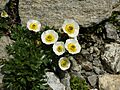 Ranunculus glacialis (habitus)