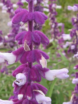 Archivo:Salvia leucantha closeup