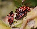 Spilostethus pandurus adultes nymphes