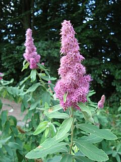 Spiraea douglasii1UME.JPG