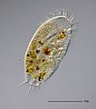 Stylonychia putrina - 160x - II (13215594964)