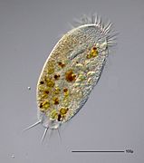 Stylonychia putrina - 160x - II (13215594964)