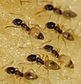 Tapinoma.melanocephalum.group.feeding.on.apple