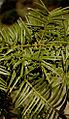 Torreya taxifolia