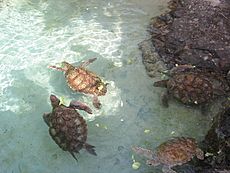 Archivo:Turtle feeding at Coral World