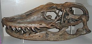 Archivo:Varanus priscus skull