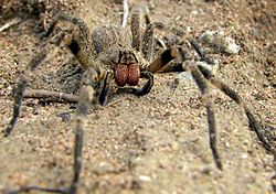 Wandering spider.jpg