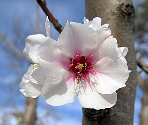 Archivo:Winter cherry blossom - Prunus Subhirtella Autumnalis Rosea