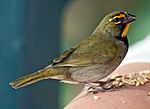Archivo:Yellow-faced-grassquit-eating-seeds