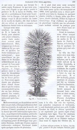 Archivo:Yucca filifera by B.Chabaud cropped 2